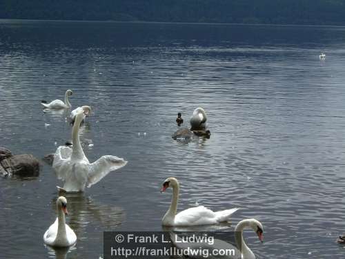 Swans